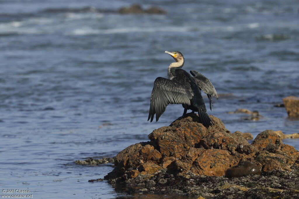 White-breasted Cormorant, identification