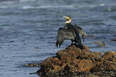 Cormoran à poitrine blanche