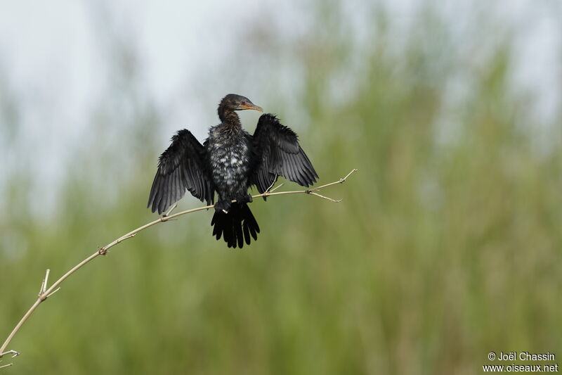 Reed Cormorant, identification