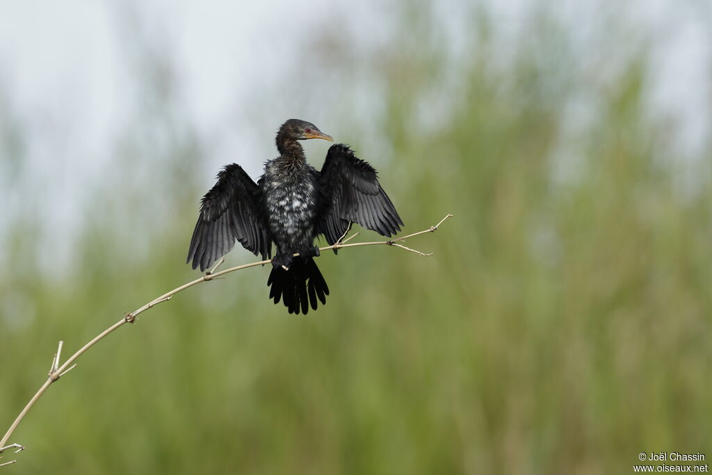 Cormoran africain, identification