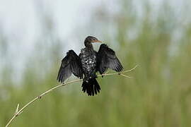 Reed Cormorant