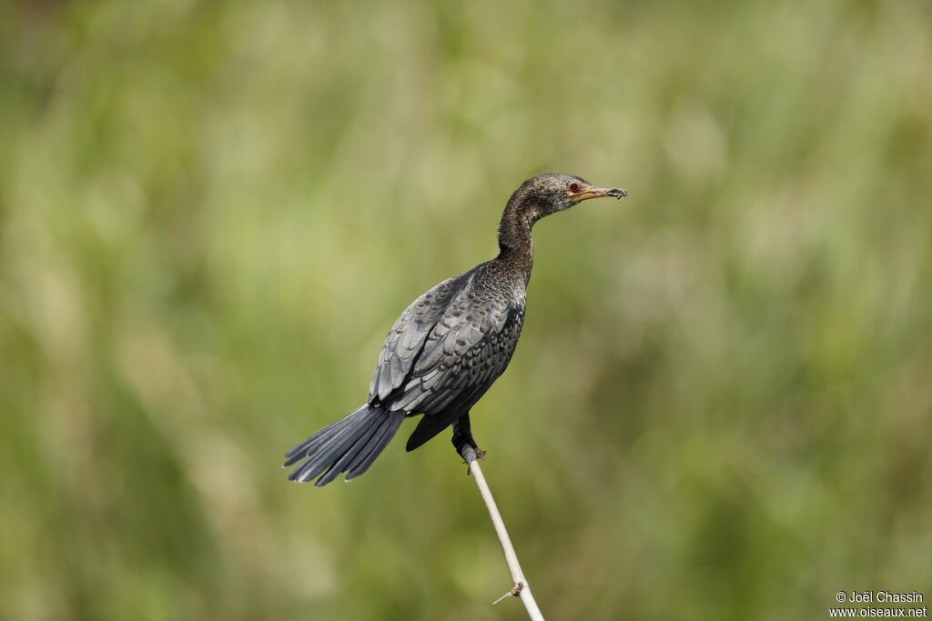 Reed Cormorant