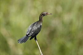 Reed Cormorant