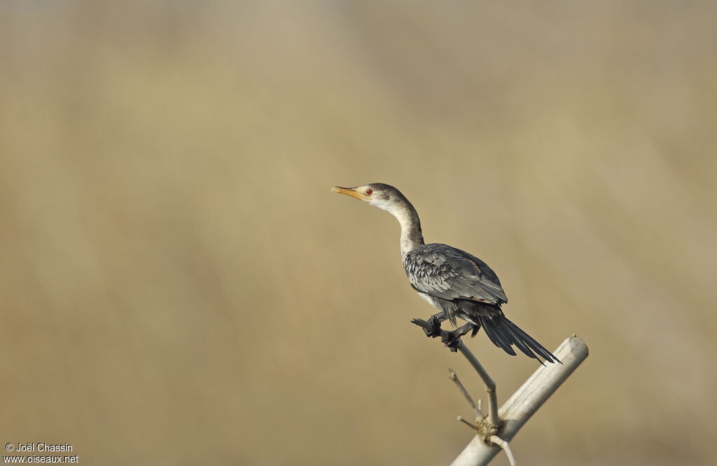 Cormoran africain