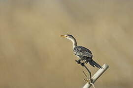 Reed Cormorant