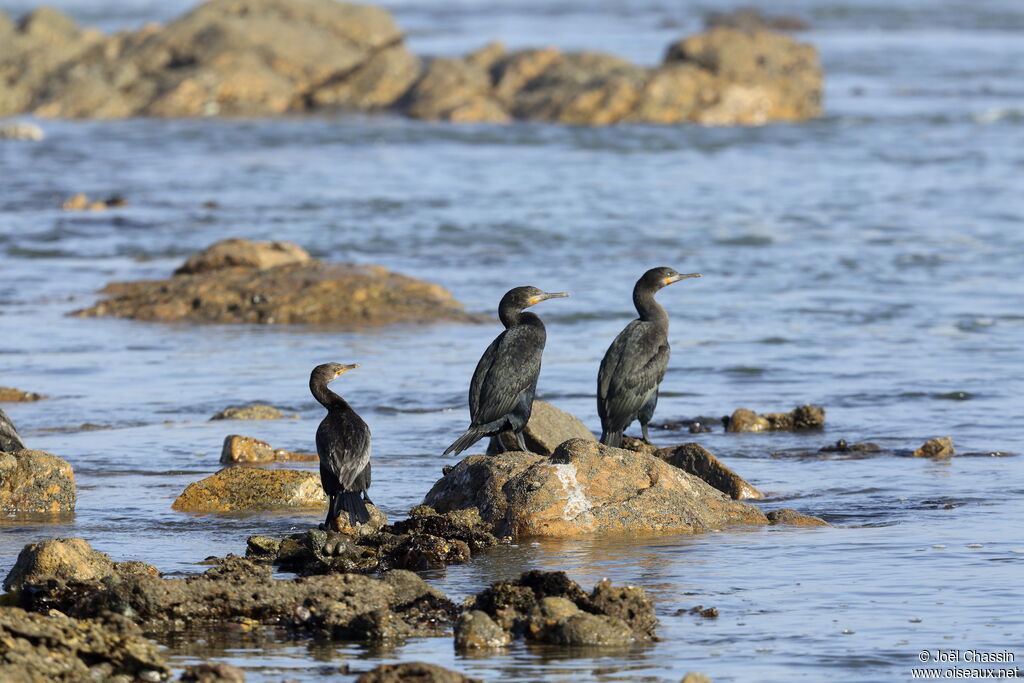 Cape Cormorant