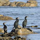 Cormoran du Cap