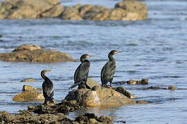 Cape Cormorant