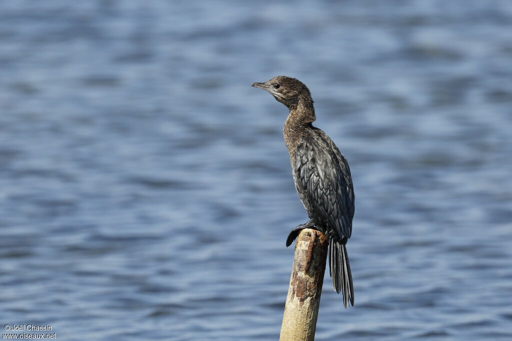 Pygmy Cormorant, identification