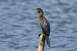 Pygmy Cormorant