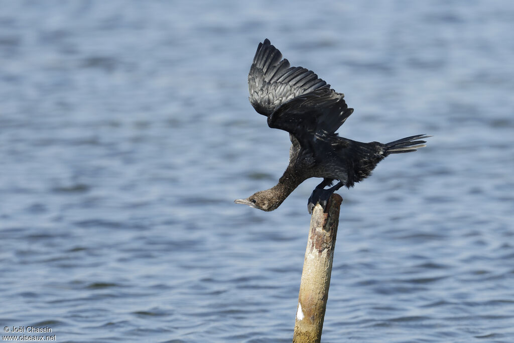 Pygmy Cormorant, identification