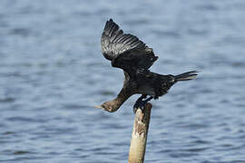 Pygmy Cormorant