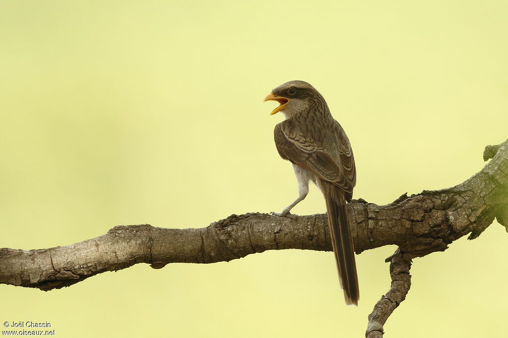 Yellow-billed Shrike, identification, Behaviour