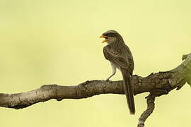 Yellow-billed Shrike