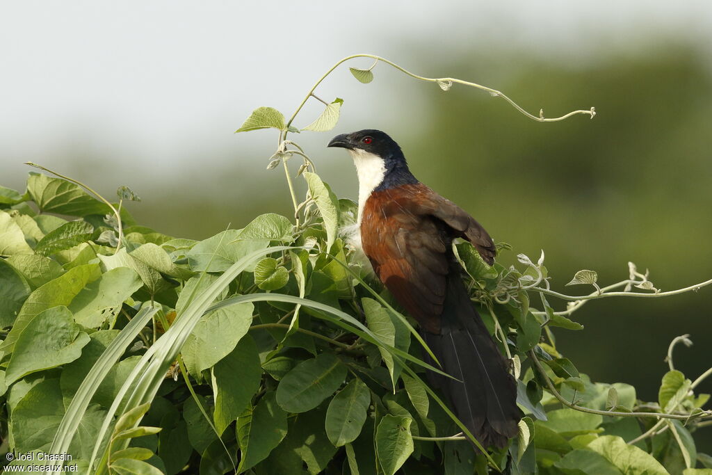 Coucal à nuque bleue, identification