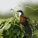 Coucal à nuque bleue