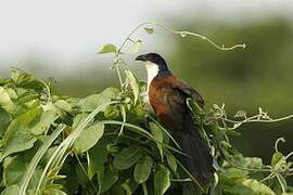 Coucal à nuque bleue