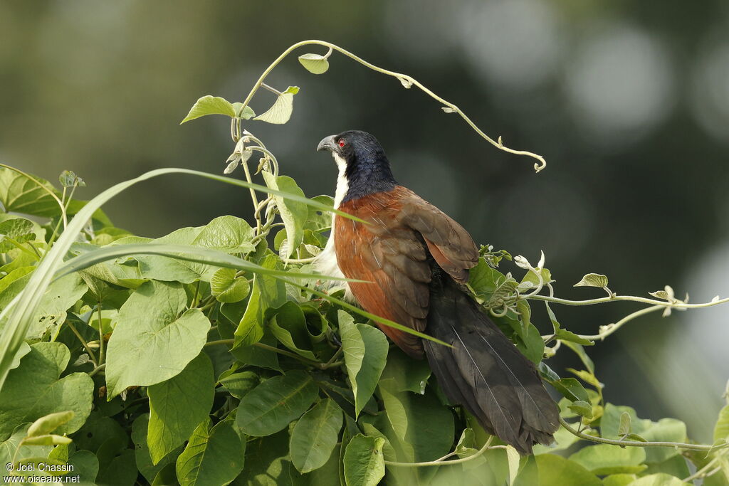 Blue-headed Coucal, identification