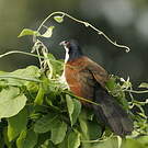Coucal à nuque bleue