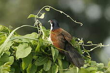 Coucal à nuque bleue