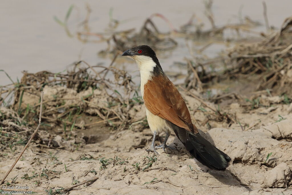 Coucal du Sénégal, identification