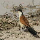 Coucal du Sénégal
