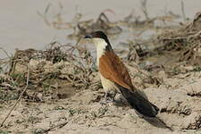 Coucal du Sénégal