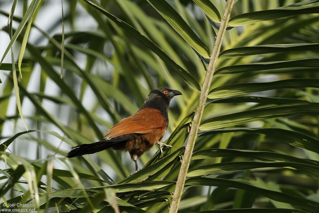 Coucal noir, identification