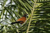 Coucal noir