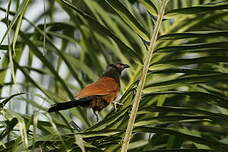 Coucal noir