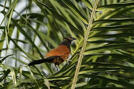 Black Coucal