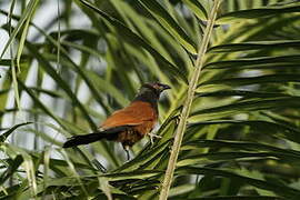 Black Coucal