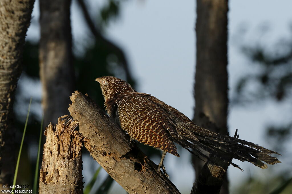 Coucal rufin, identification