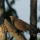 Coucal rufin
