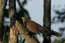 Lesser Coucal