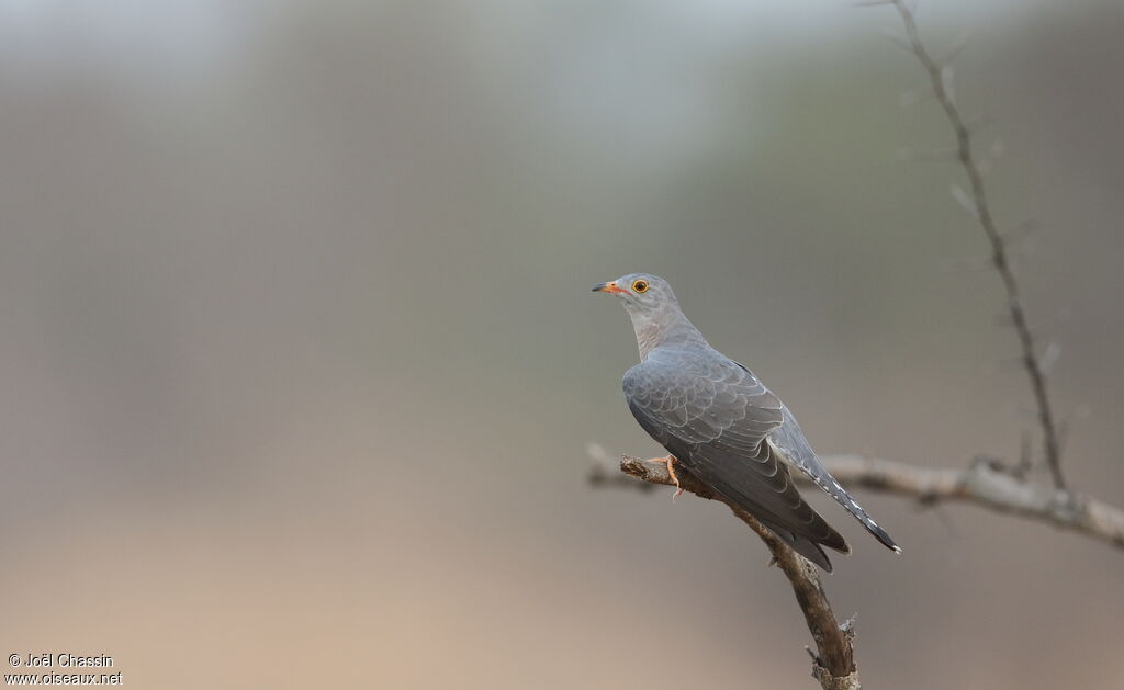 Coucou africain, identification