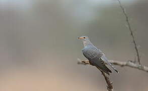 African Cuckoo