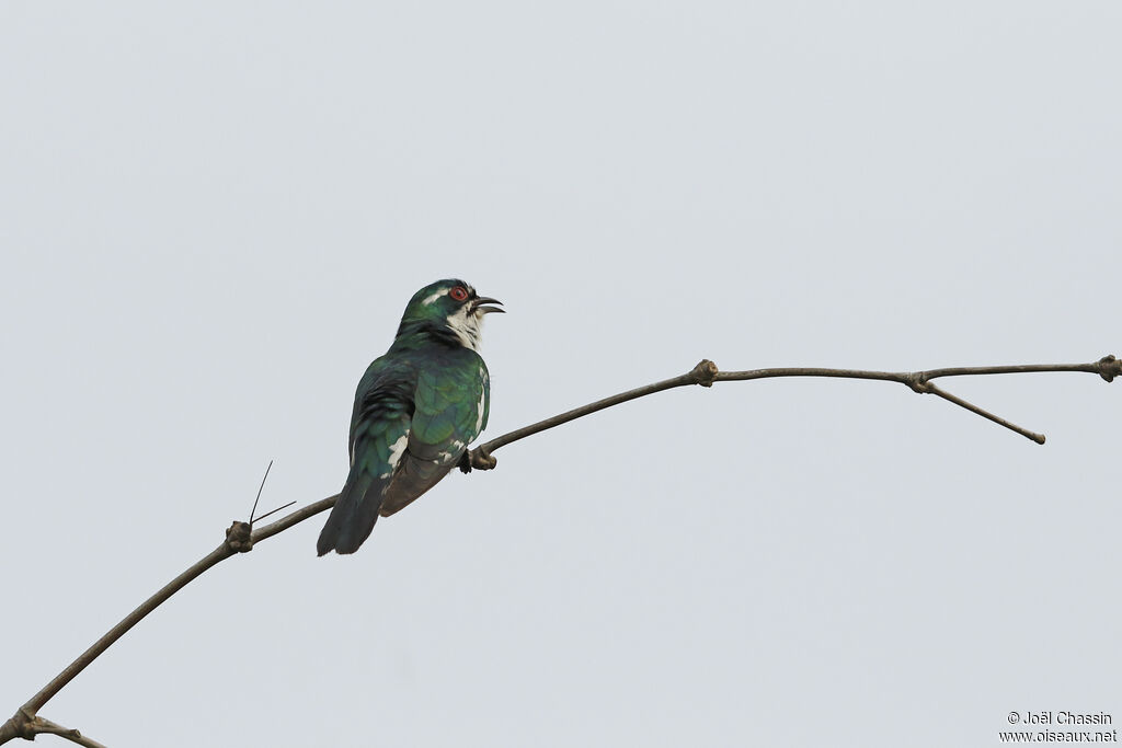 Diederik Cuckoo, identification