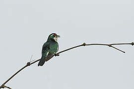 Diederik Cuckoo