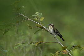 Diederik Cuckoo