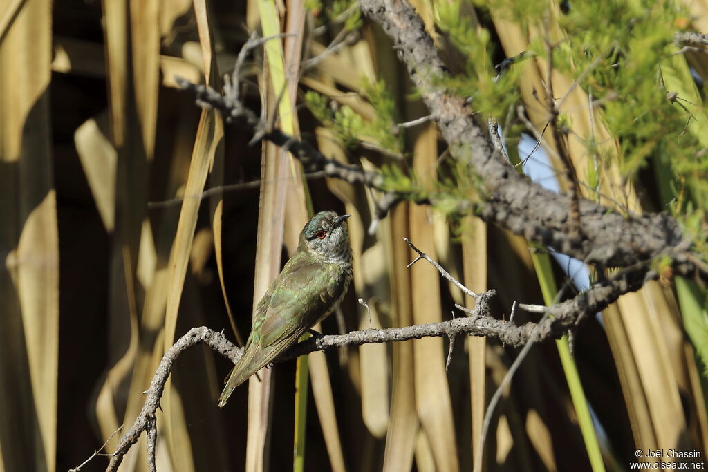 Coucou menu, identification