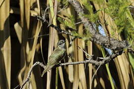 Little Bronze Cuckoo