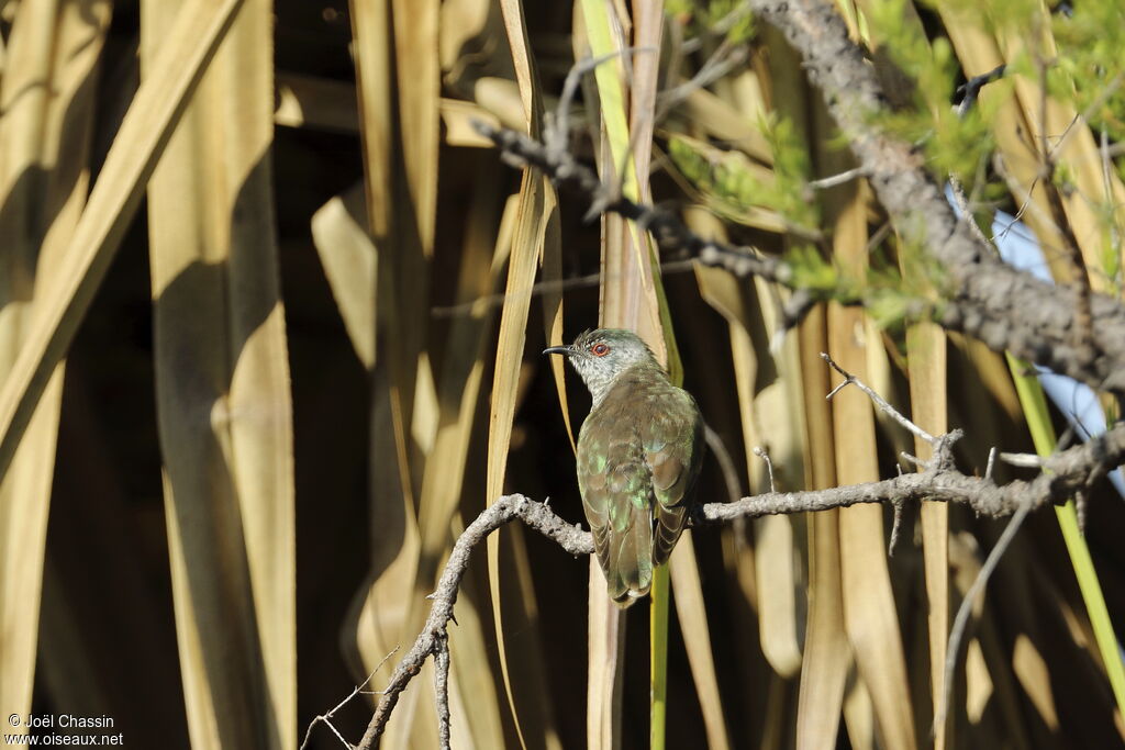 Coucou menu, identification