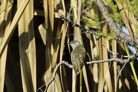 Little Bronze Cuckoo