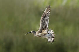 Eurasian Whimbrel