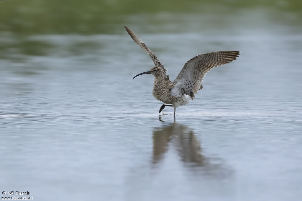 Eurasian Whimbrel