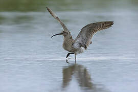 Eurasian Whimbrel