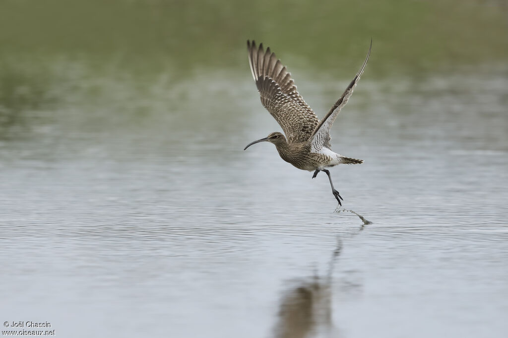 Eurasian Whimbrel, identification