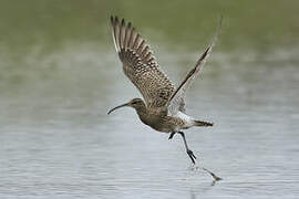 Eurasian Whimbrel