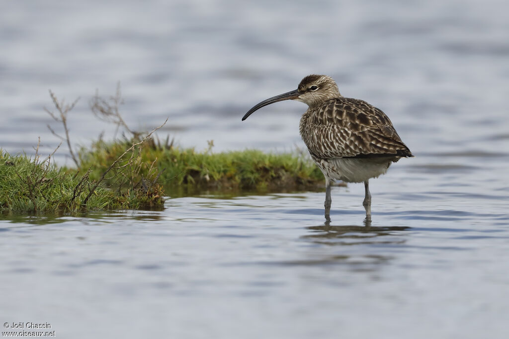 Eurasian Whimbrel, identification